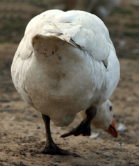 Es Geht Gans Gut
